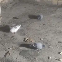 ۴کبوتر پیدا شده