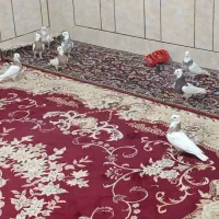 کبوترطوقی معاوضه با انواع گوشی لمسی خوب