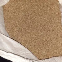 گندم بذر دیم بیجاری شده