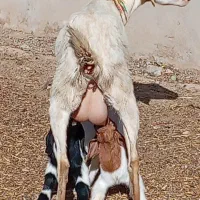 بز دورگ سانن دوقلو