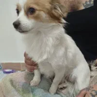 حیوان خانگی