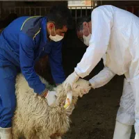 گوسفند چاق بره نرینه قلم ابی زنده تضمینی بشرط|حیوانات مزرعه|مشهد, عبادی|دیوار