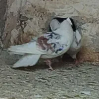 پرنده|پرنده|بروجرد, |دیوار