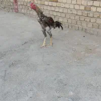 لاری نسل میدانی|حیوانات مزرعه|تهران, آرارات|دیوار