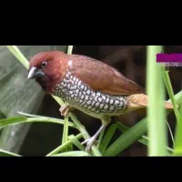 فنچ پاکستانی|پرنده|گرگان, |دیوار