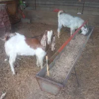 دو عدد بزغاله نر|حیوانات مزرعه|آق قلا, |دیوار