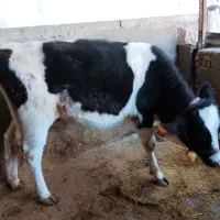 گوساله ماده