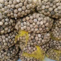 گردو درجه ۱