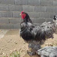 مرغ و خروس جوجه برهما لایت  بلو|حیوانات مزرعه|تهران, حافظیه|دیوار