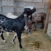 بز داشتی نژاد دار|حیوانات مزرعه|میناب, |دیوار