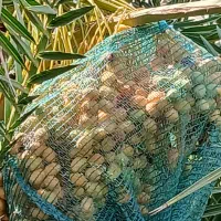 اجاره ۲۰۰نخل خورموج