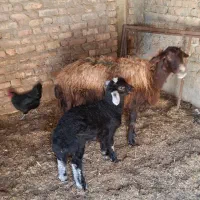 میش بره دار برش نر