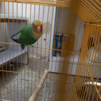 طوطی برزیلی نر مست وجوان