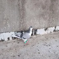 بدرنگ ماده|پرنده|تاکستان, |دیوار