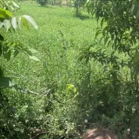 یونجه پر گل ۹۰ سانتی