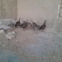 جوجه بوقلمون|حیوانات مزرعه|همدان, |دیوار