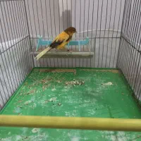 قناری نر ابلغ|پرنده|ملایر, |دیوار