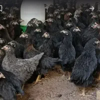 مرغ نژاد تخمگذار جهادی گلپایگانی ۶ الی ۷ماهه