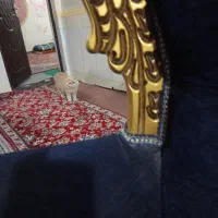 حیوانات خانگی