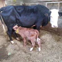 یک راس گاو سیمینتال باگوساله نر