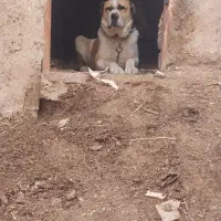 این سگ واگذار میشود