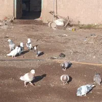 کفتر ۱۱ عدد