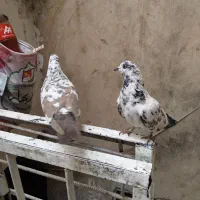 کفتر پرشی|پرنده|قم, علی آباد سعدگان|دیوار