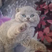 اسکاتیش ماده دوماهه کاملا بازیگوش واصیل|گربه|ساری, |دیوار