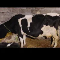 گاو اصل هلندی یک ماه آبستن شیر ۱۵ کیلو