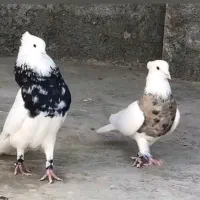 کبوتر کله ای