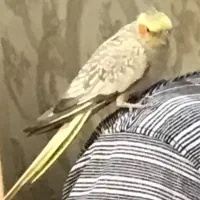 مفقود شدن عروس هلندی