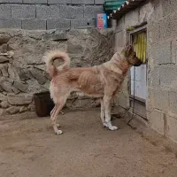 واگذاری سراب