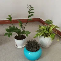 گل اپارتمانی|گل و گیاه طبیعی|رشت, پل تالشان|دیوار