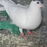 یک جفت کبوتر عتیقه