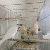 قناری همه رنگ خانگی با کیفیت