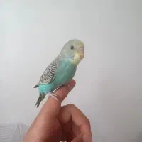 مرق عشق اسپانگل دستی فروش توا فقی یا معاوز