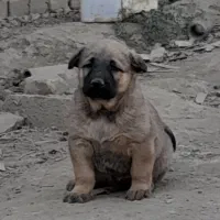 واگذاری سگ پژدر سرابی نگهبان گله|سگ|باقرشهر, |دیوار