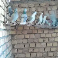 کبوتر دمگیر