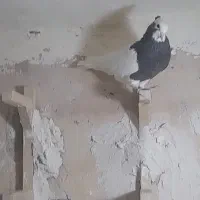 یجفت نروماده طوق سرکه، کله نر مست جوان|پرنده|شیراز, پودنک|دیوار