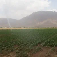 مزایده نوبت اول