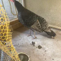 بوقلمون برنز ماده