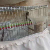 سهره دورگ|پرنده|خمینیشهر, |دیوار