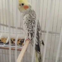 عروس هلندی اهلی|پرنده|تبریز, |دیوار