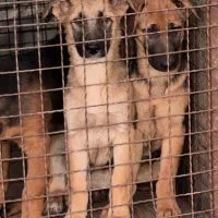 واگذاری سگ ماده ژرمن