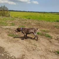 پرشین پیونتر ماده|سگ|لنگرود, |دیوار