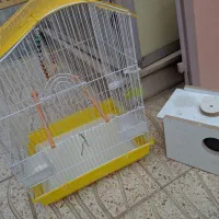 قفس پرنده|لوازم جانبی حیوانات|مرند, |دیوار