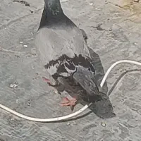 کبوتر رایگان