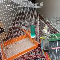 جفت نرگسی|پرنده|مشهد, رستگار|دیوار