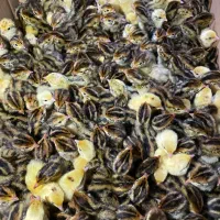 تخم نطفه دار بلدرچین با هچ ۸۵ تا ۹۰ درصد ضمانتی|حیوانات مزرعه|مشهد, ایمان|دیوار