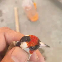 سهره جوجه امسالی کراوات گل بلند|پرنده|اسلامشهر, شهرک امام حسین (میان آباد)|دیوار